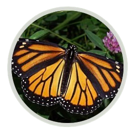 Mutual Aid through Operation Milkweed