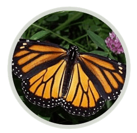 Mutual Aid through Operation&nbsp;Milkweed